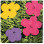 MAHARISHI 9649 Maha Warhol Flowers RUG Hand  Tufted Wool MULTI